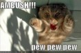 /album/photogallery/funny-pictures-ambush-cat-jpg/