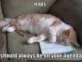 /album/photogallery/funny-pictures-cat-has-naps-on-his-agenda-jpg/